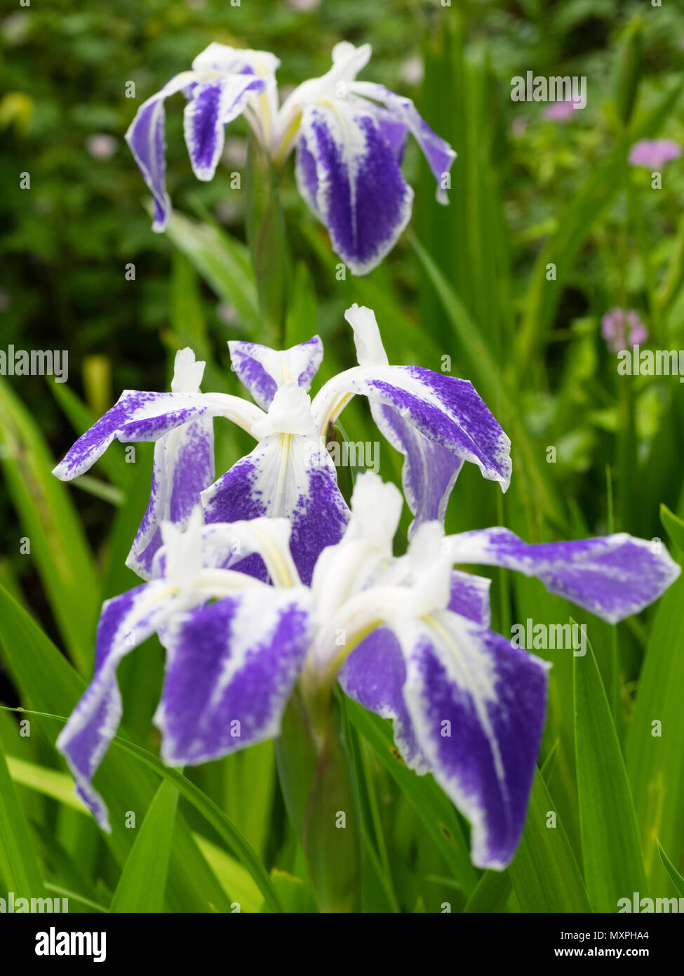 White and blue marked early summer flowers of the marginal aquatic water iris, Iris laevigata 'Colchesterensis' Stock Photo