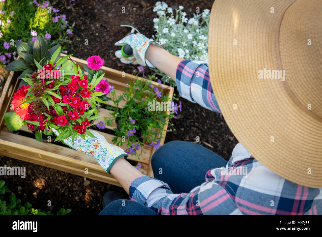 Unrecognizable female gardener planting flowers in her garden. Gardening concept. Overhead view. Stock Photo