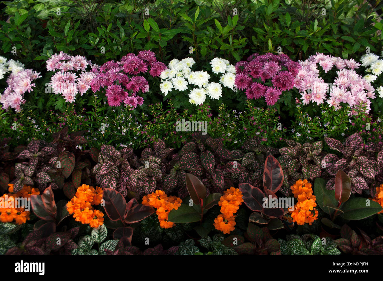Aster flowers, fittonia and other garden plants from a high angle view Stock Photo