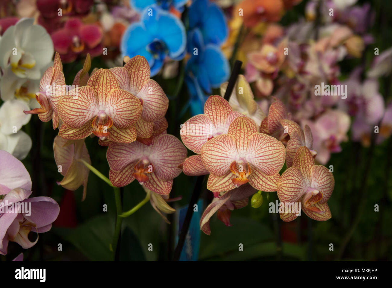 Moth orchids branched inflorescences Stock Photo