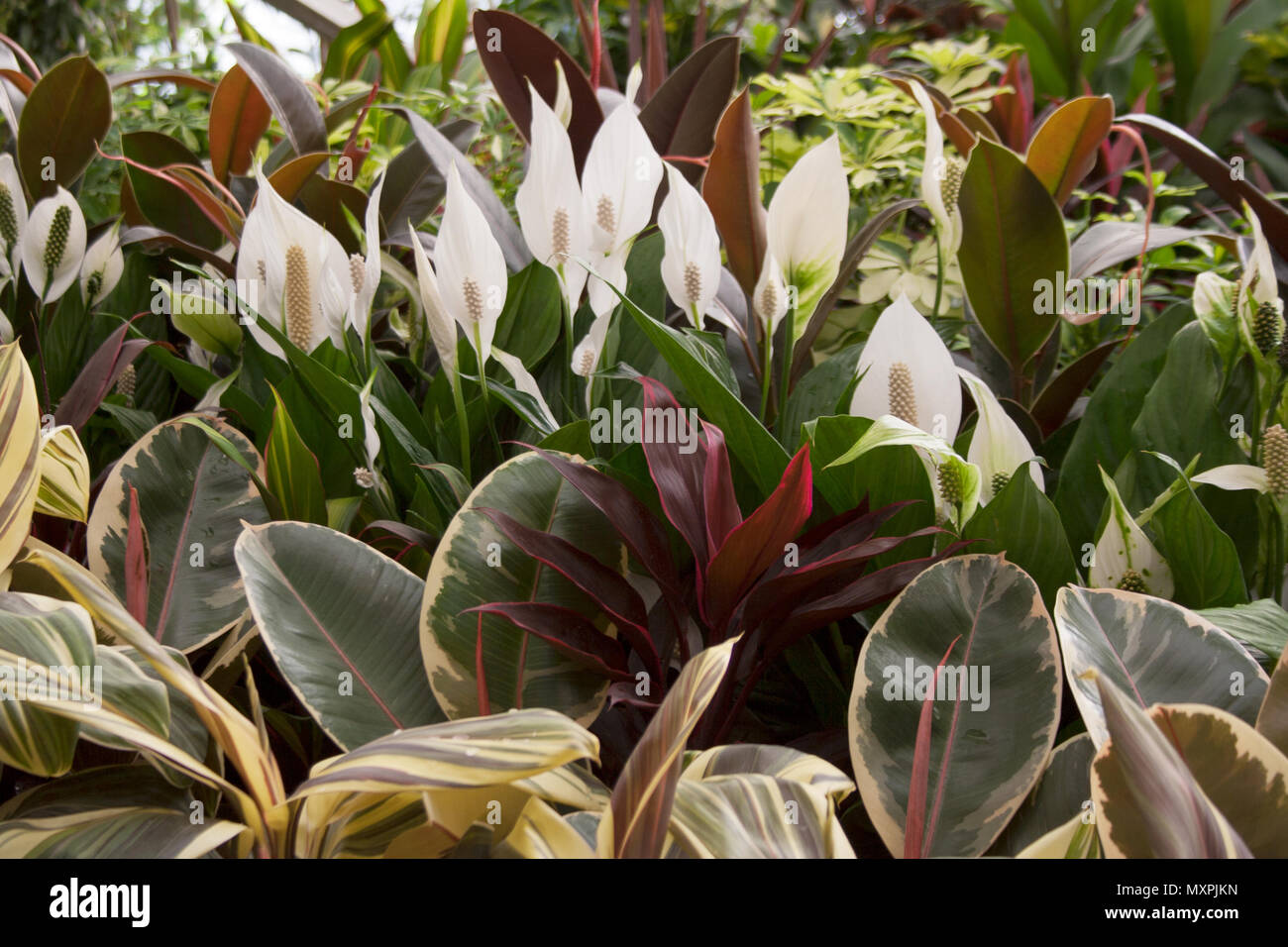 Spathiphyllum plant white flowers behind Indian rubber fig tree leaves Stock Photo