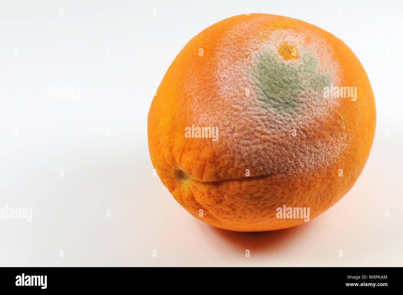 Orange with moldy peel. On white background Stock Photo Alamy