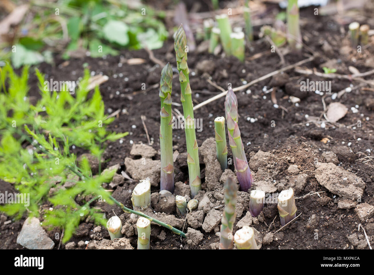 Growing asparagus on farm ground Stock Photo Alamy