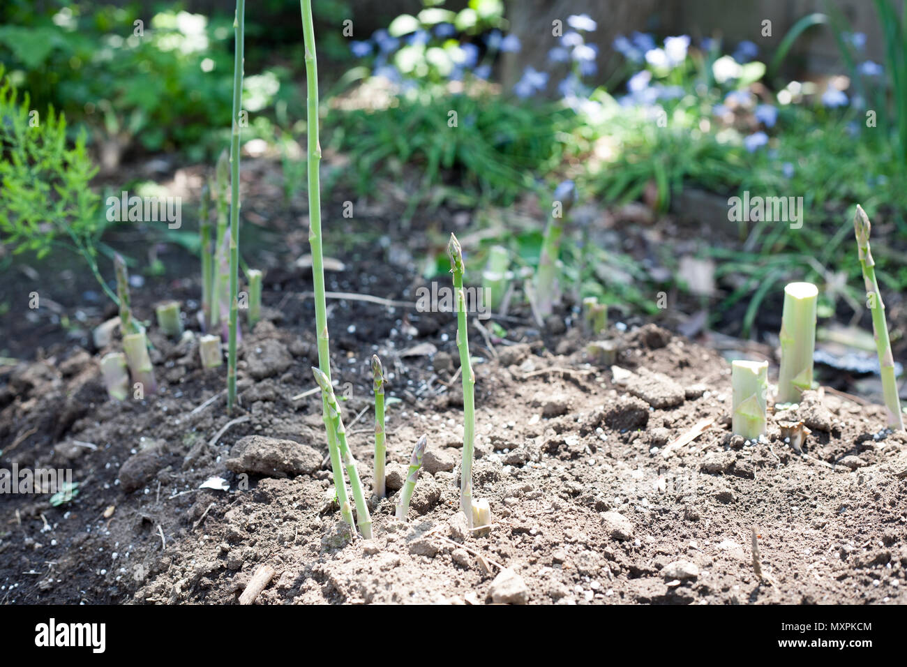 Growing asparagus on farm ground Stock Photo Alamy