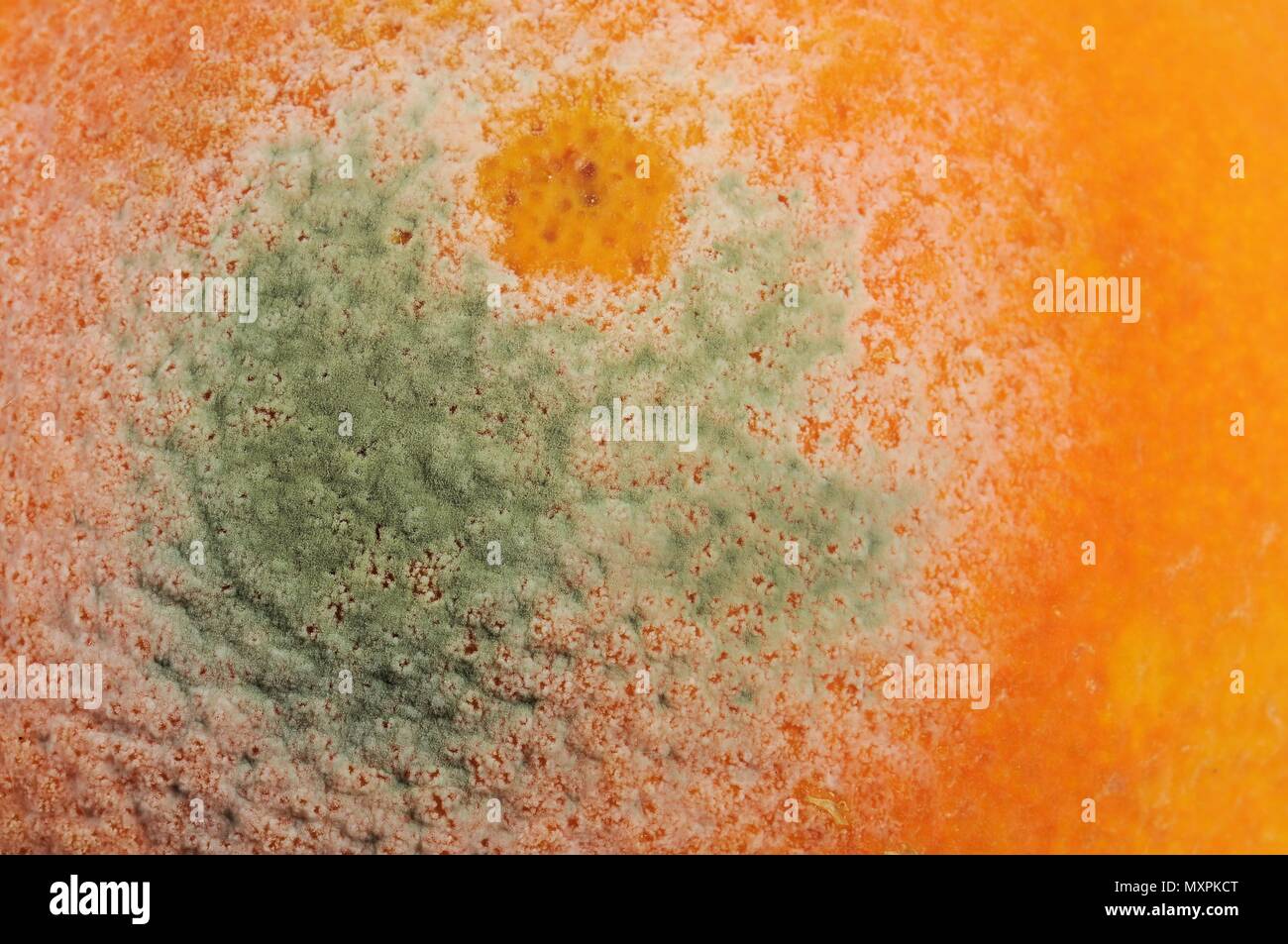 Detail of mold on orange peel Stock Photo Alamy