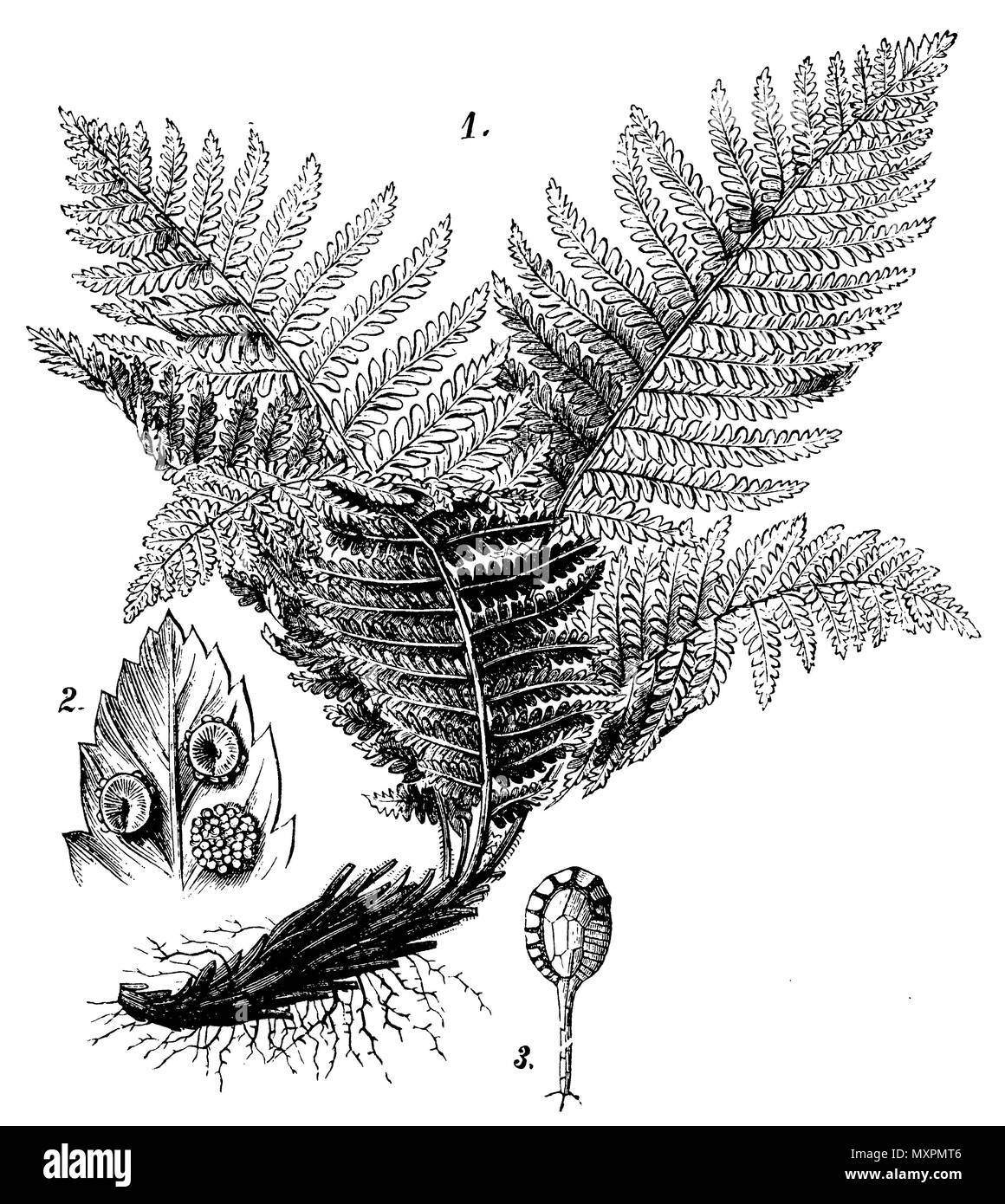 Male fern <Dryopteris filix-mas> 1 whole plant, 2 one leaf lobe from the underside with three sporangia clusters, one without veil, 3 a sporangium,   1898 Stock Photo