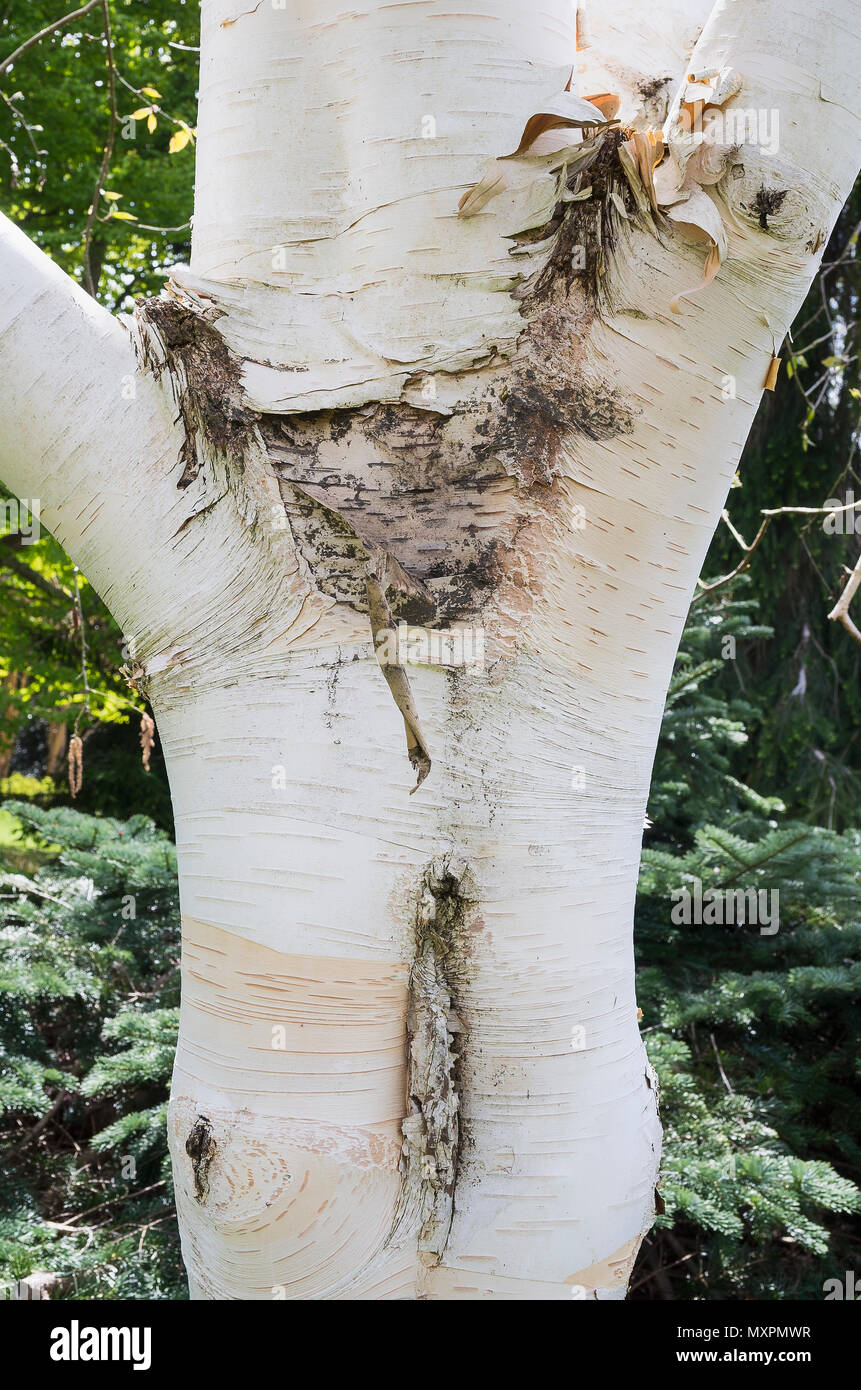 Trunk and bark of Betula utilis var. Jacquemontii Grayswood Ghost in late Spring in UK Stock Photo