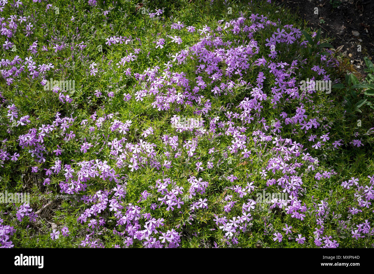 Phlox subulata Brightness flowering alpine plant in late Spring in UK Stock Photo