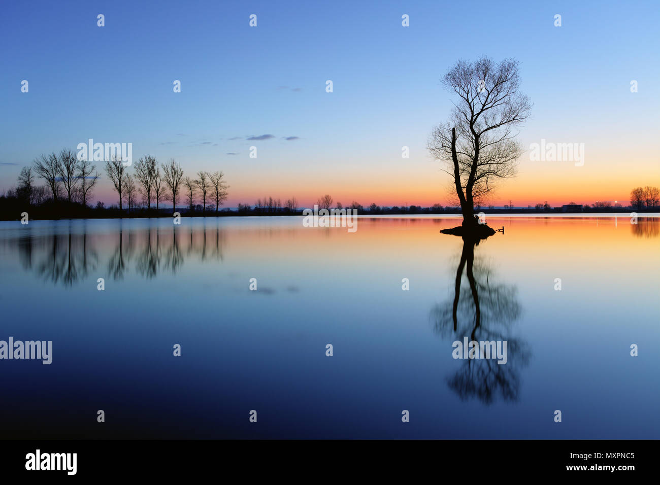Silhouette tree at sunset in lake Stock Photo