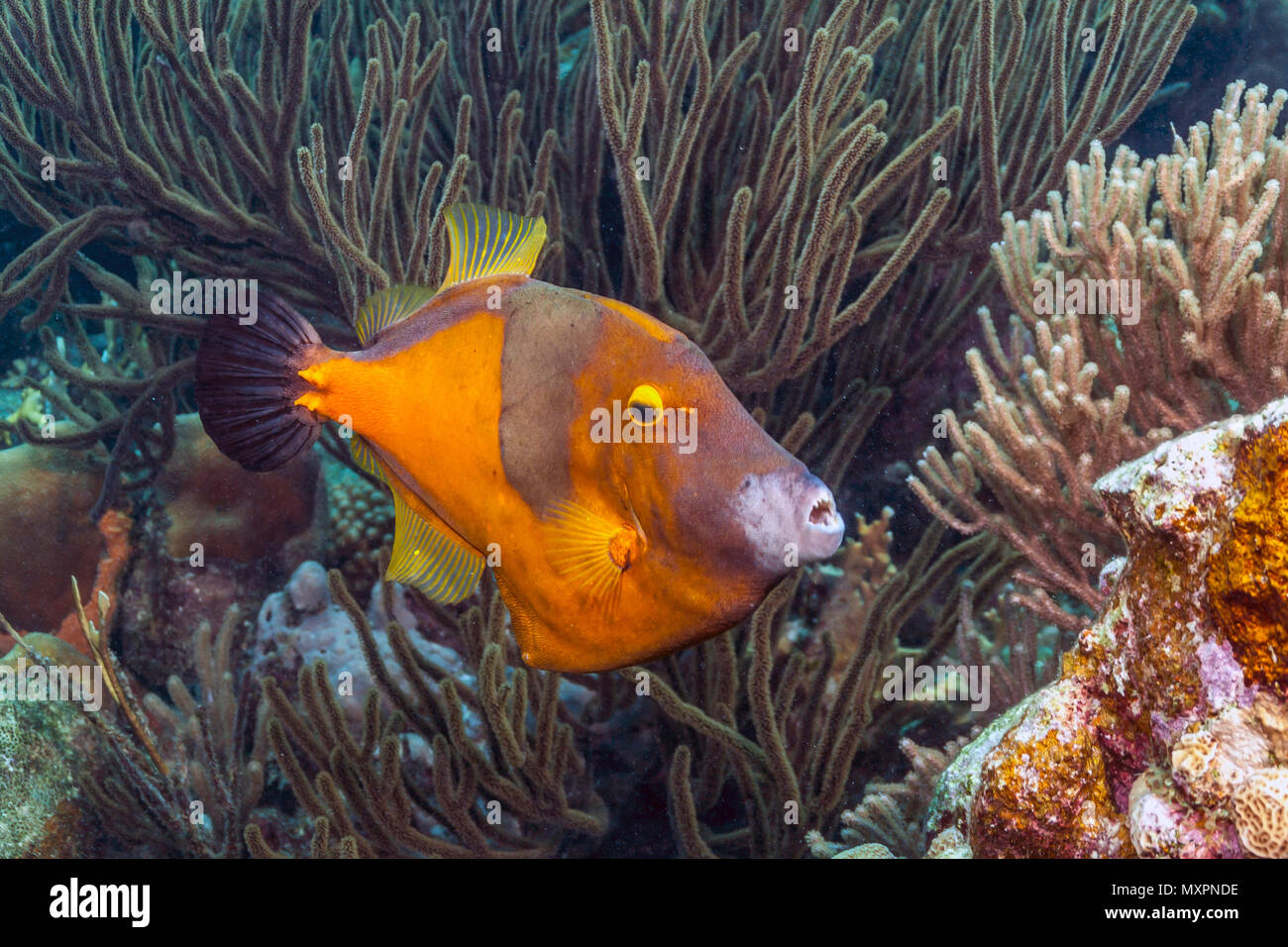 Coral reef in Carbiiean Sea whitespotted filefish Stock Photo