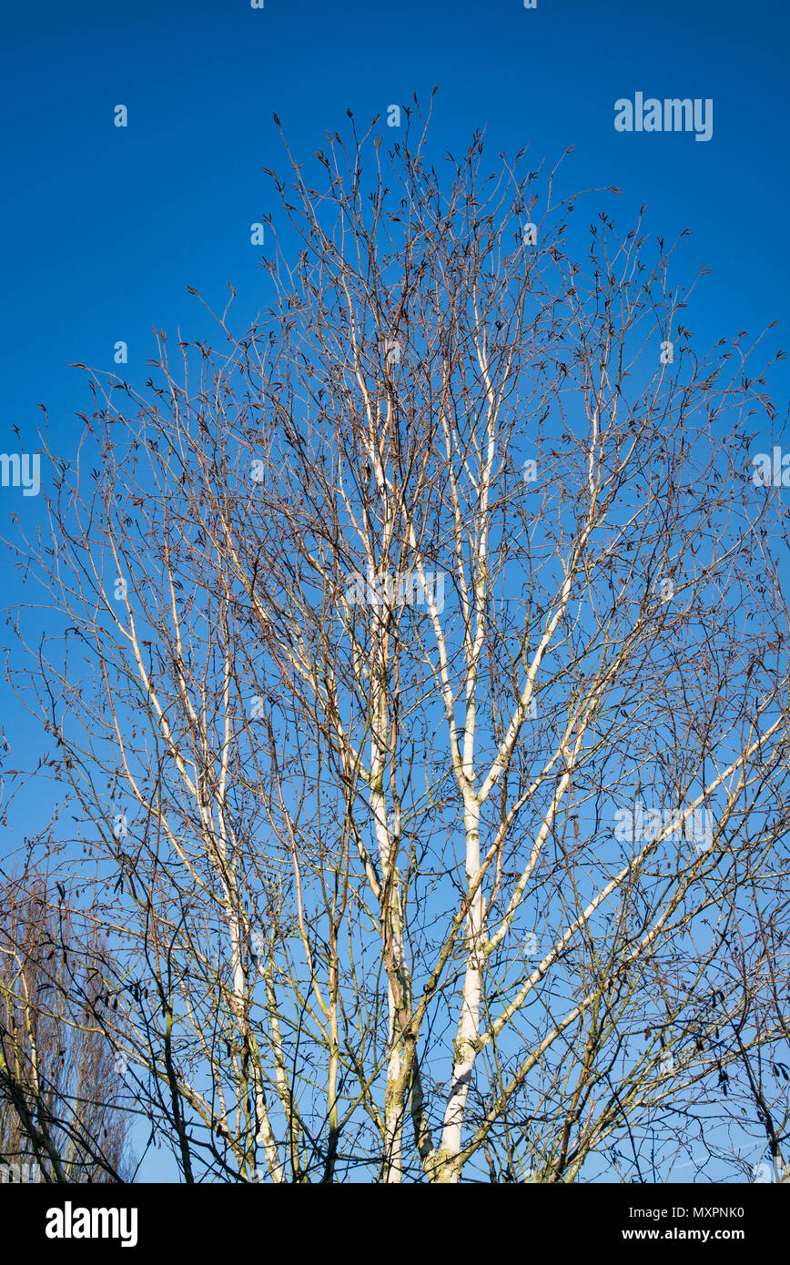 A silver birch in winter showing the glowing white branches and stems of Betula jacquemontii Silver Shadow Stock Photo