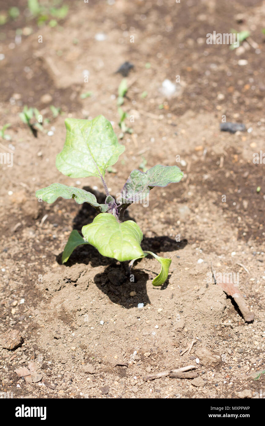 Young plant of eggplants on farm ground Stock Photo Alamy