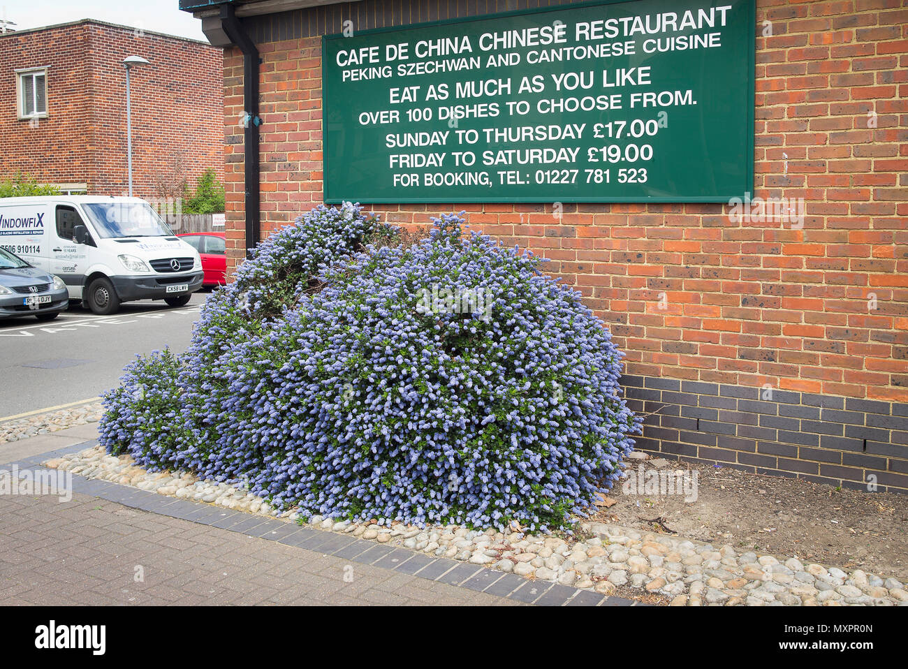 Decorative ceanothus tree growing on rough land outside a Chinese restaurant in Canterbury Kent England UK. Also note the meals available in the resta Stock Photo