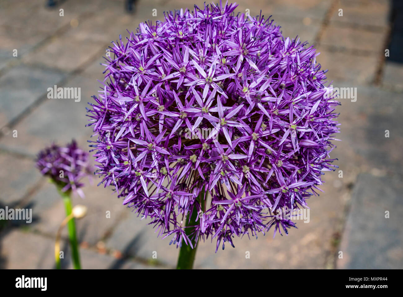 An Alium flower head Stock Photo