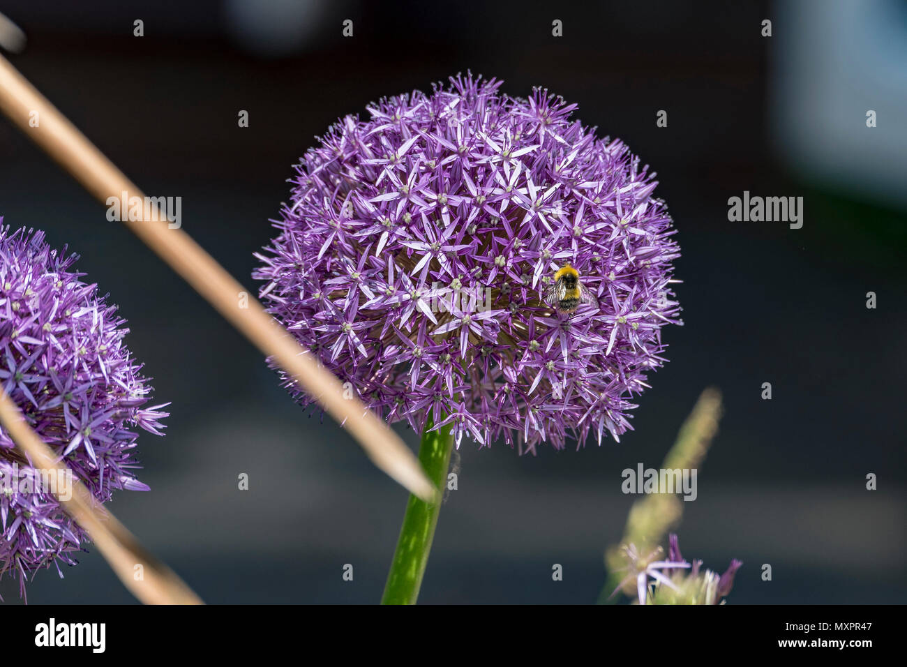 A bee onan  Alium flower head Stock Photo