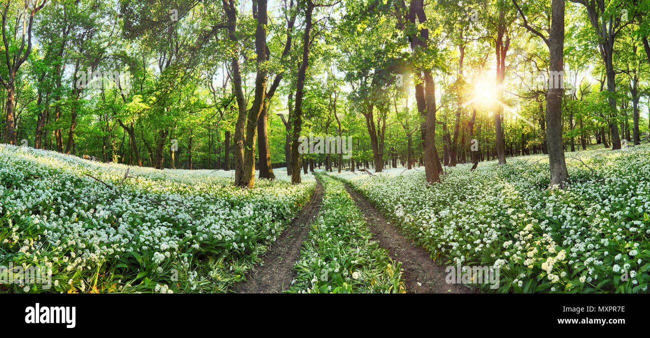 Walkway through a spring forest with blooming white flowers. Wild garlic Stock Photo
