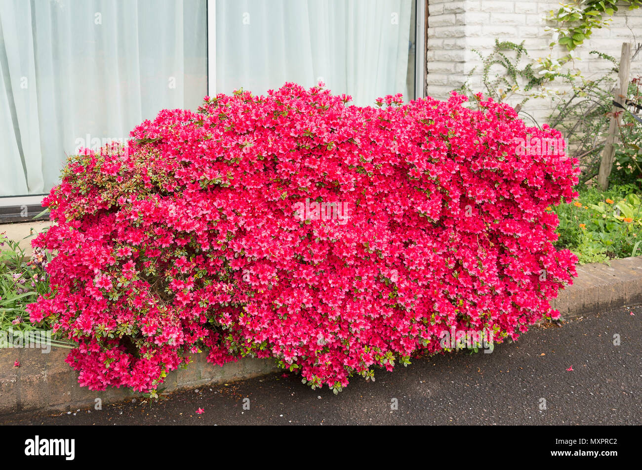 A flowering pink azalea makes an imppact outside a hotel in Devon England UK in Spring Stock Photo
