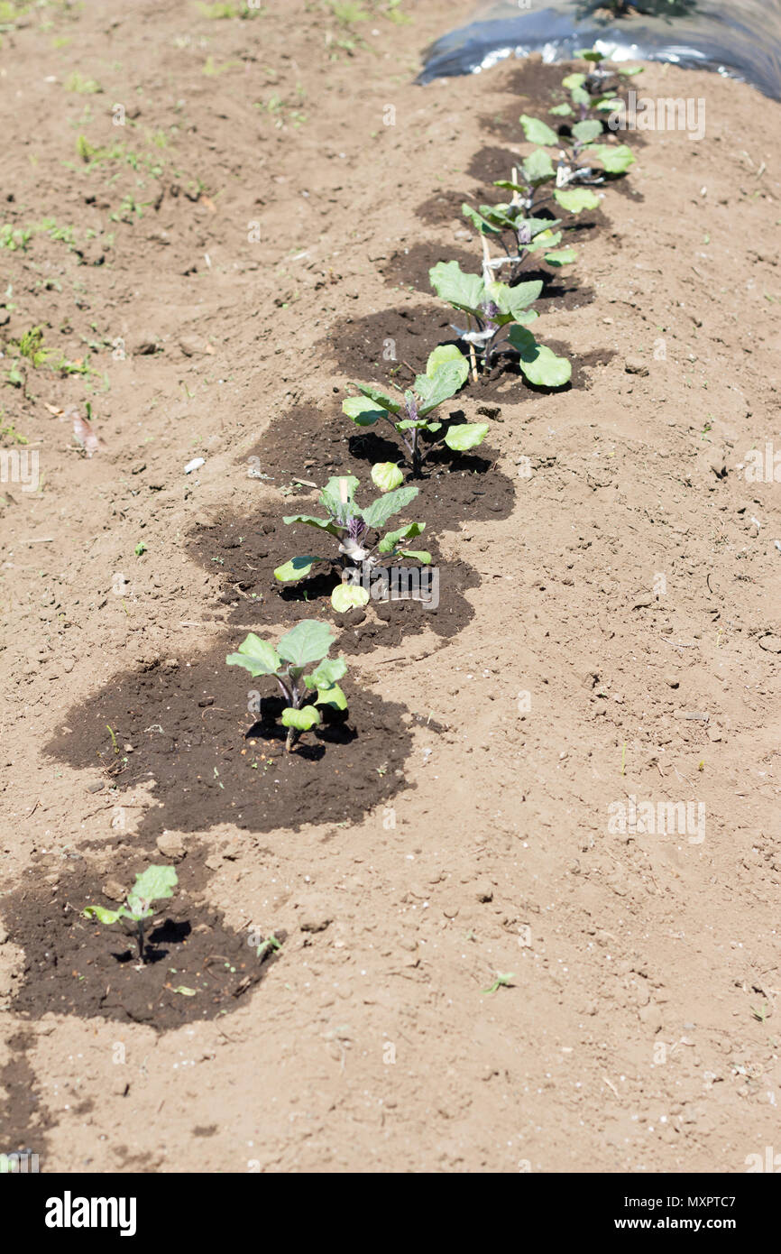Young plant of eggplants on farm ground Stock Photo Alamy