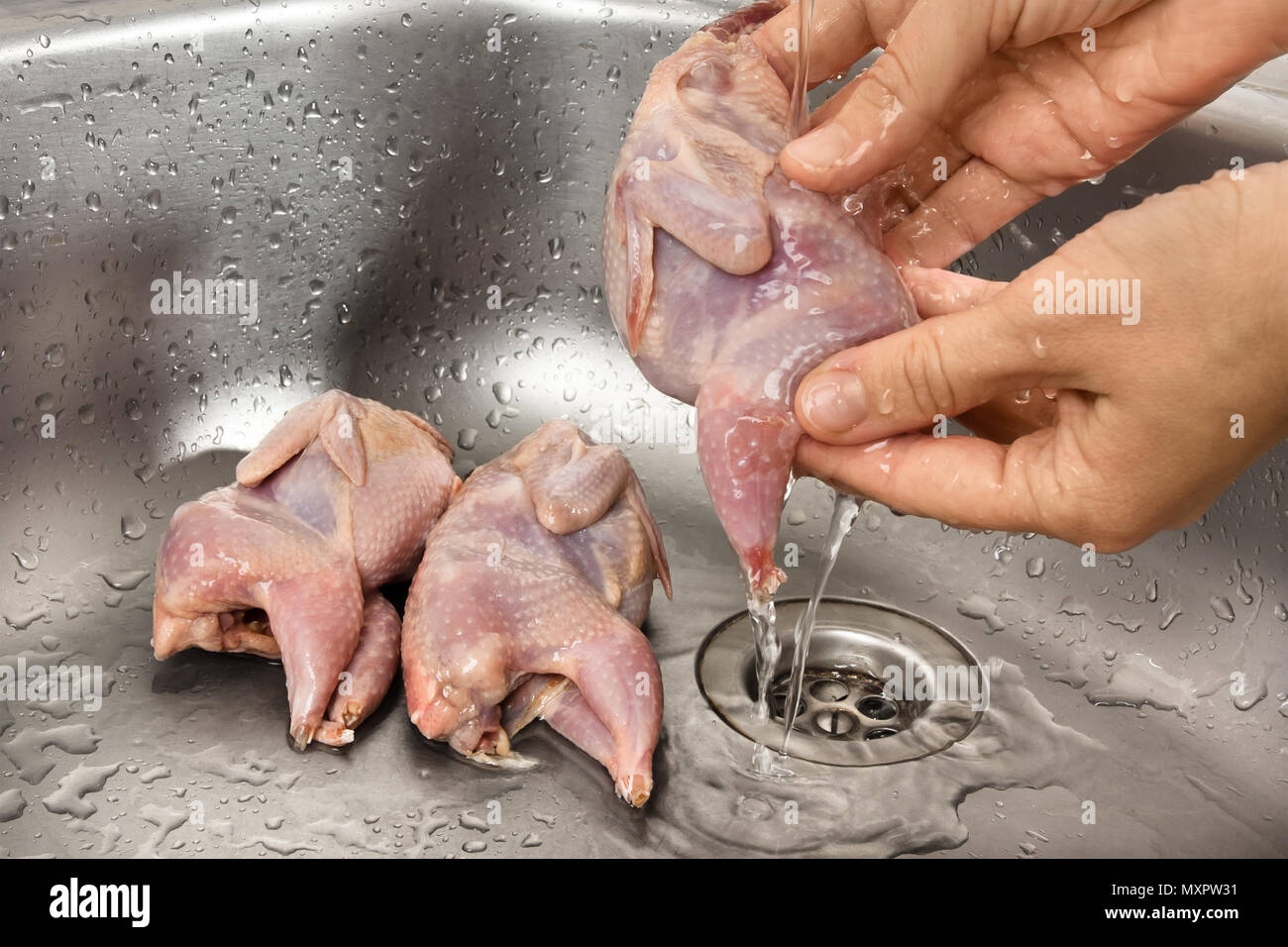hands washing the quail at kitchen sink before cooking Stock Photo