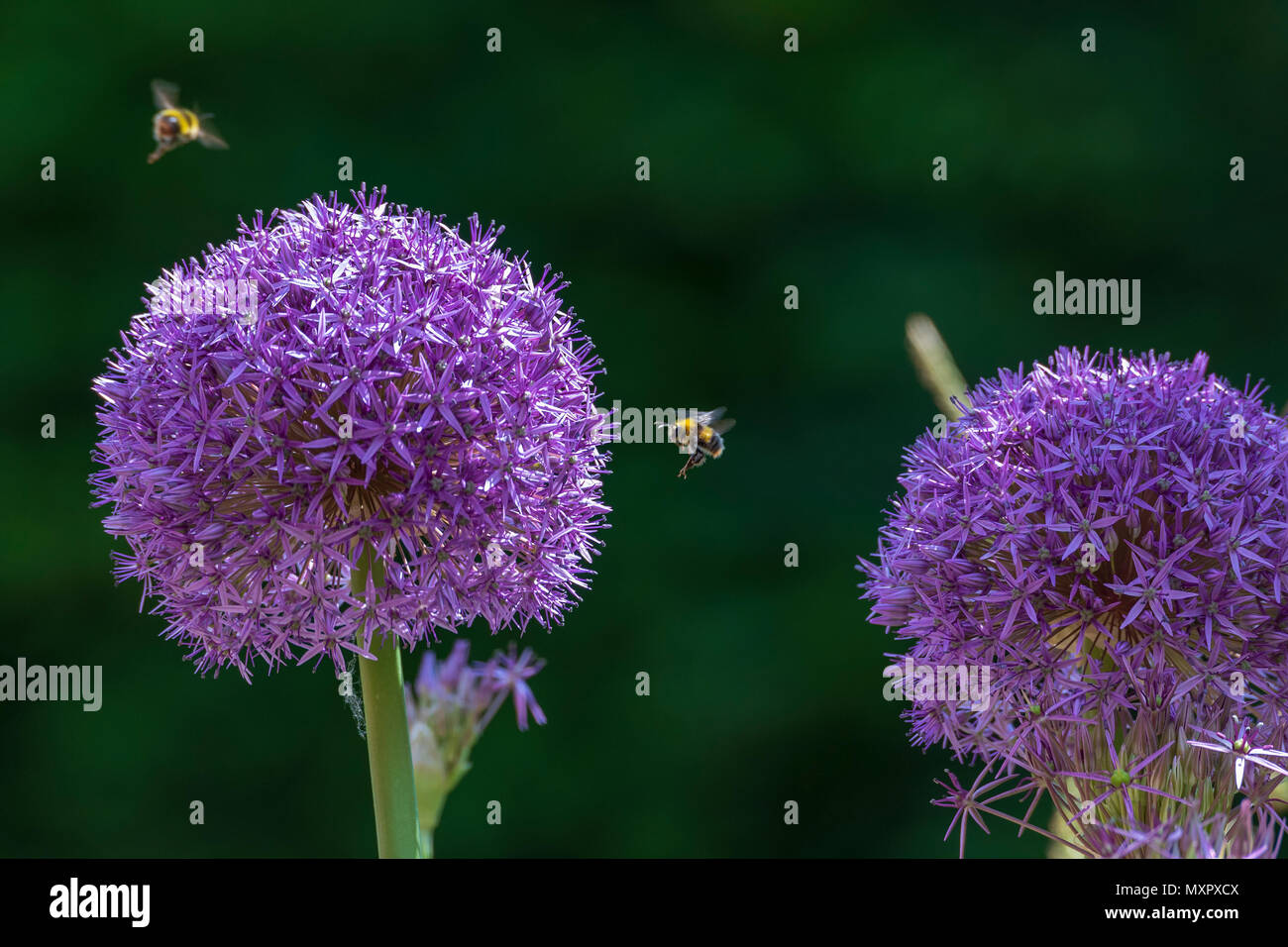 Bees at an Alium flower head Stock Photo