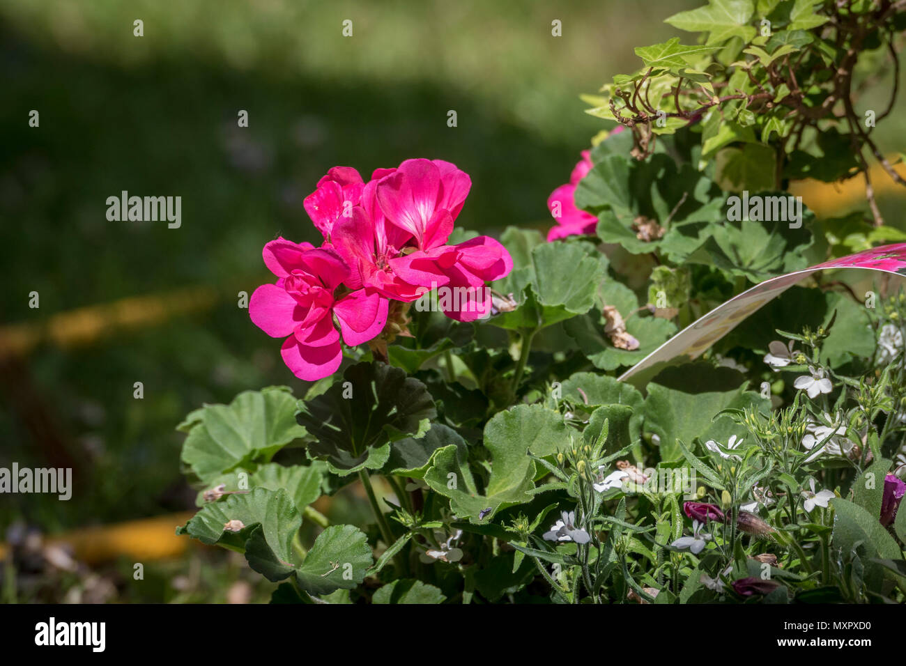Geranium flower Stock Photo