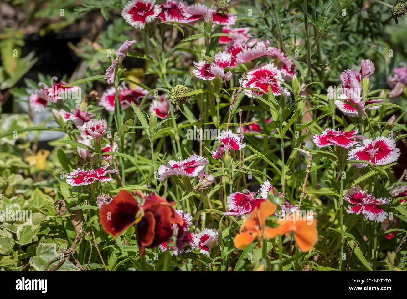 Pinks flowers Stock Photo Alamy