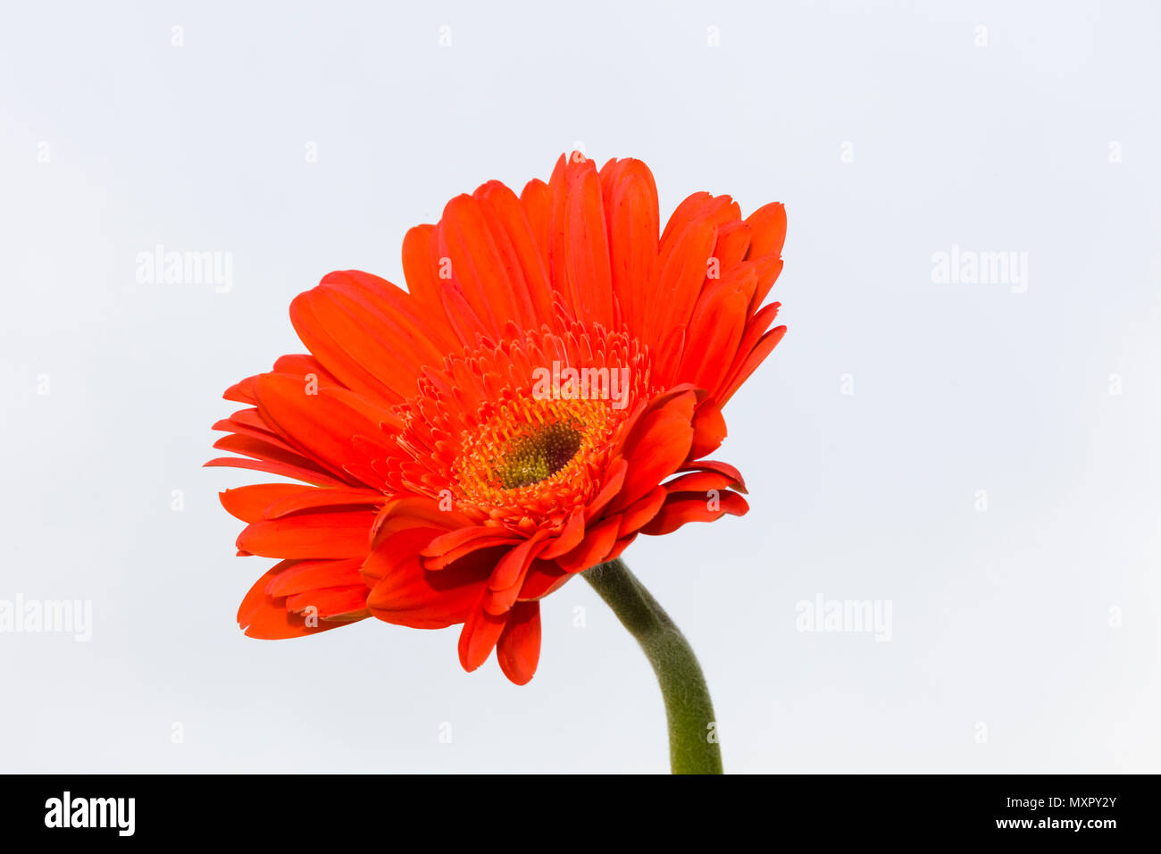 Single red Mum against a white background Stock Photo