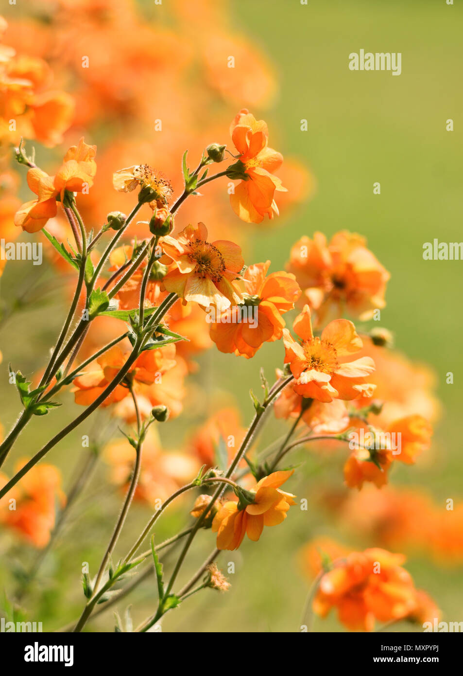 Orange Geum Flowers in Summer Stock Photo