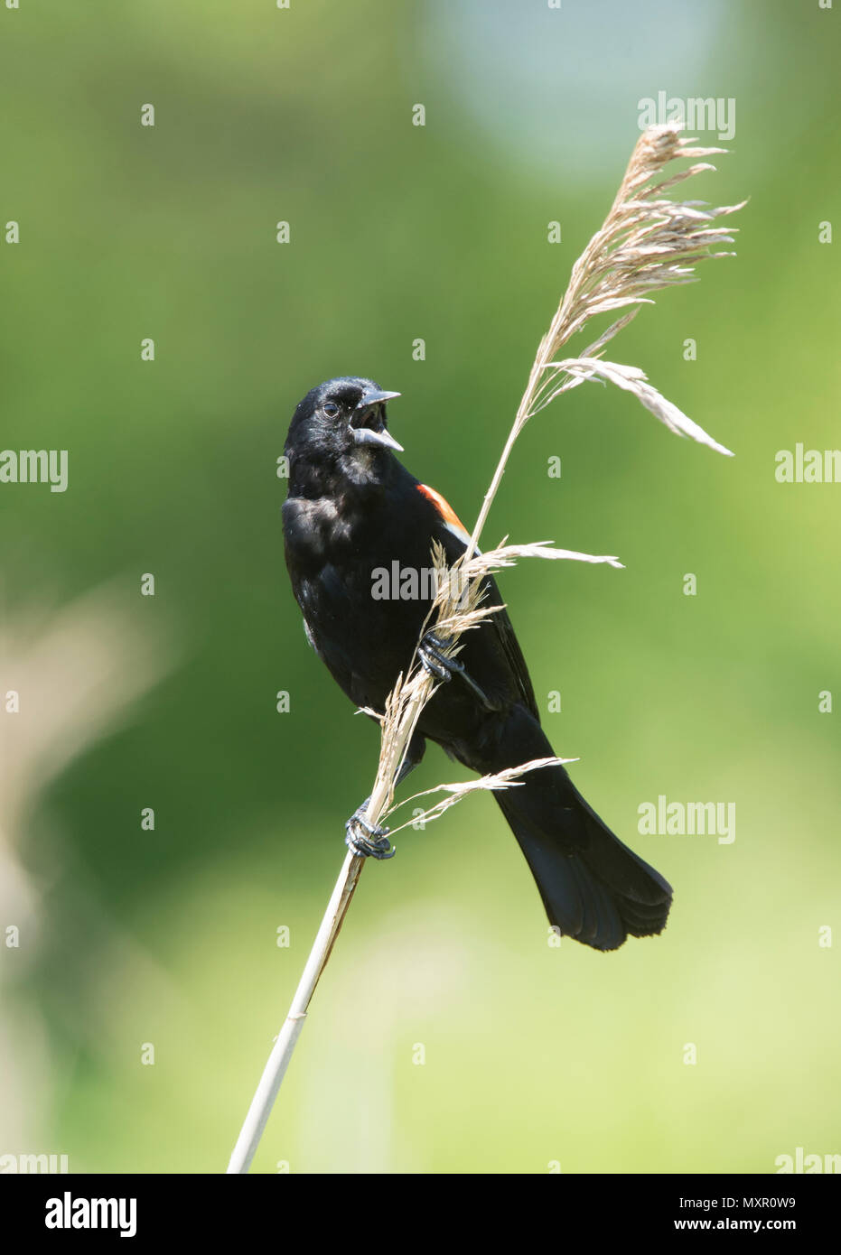 A male Red Winged blackbird (Agelaius phoeniceus) in a Cape Cod pond, Massachusetts, USA Stock Photo