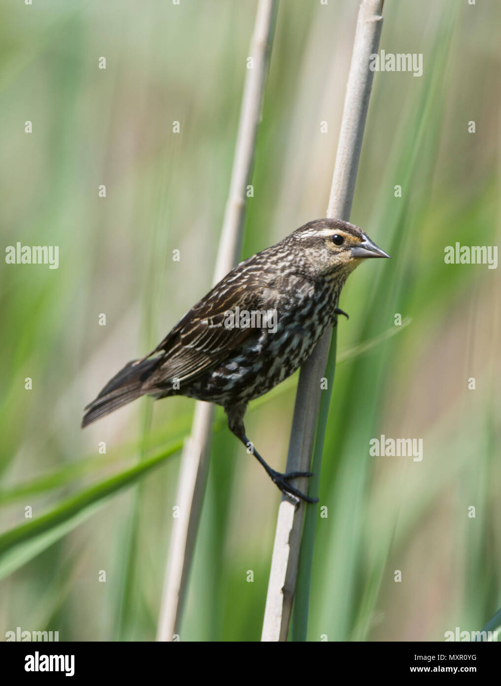 A female Red Winged blackbird (Agelaius phoeniceus) in a Cape Cod pond, Massachusetts, USA Stock Photo