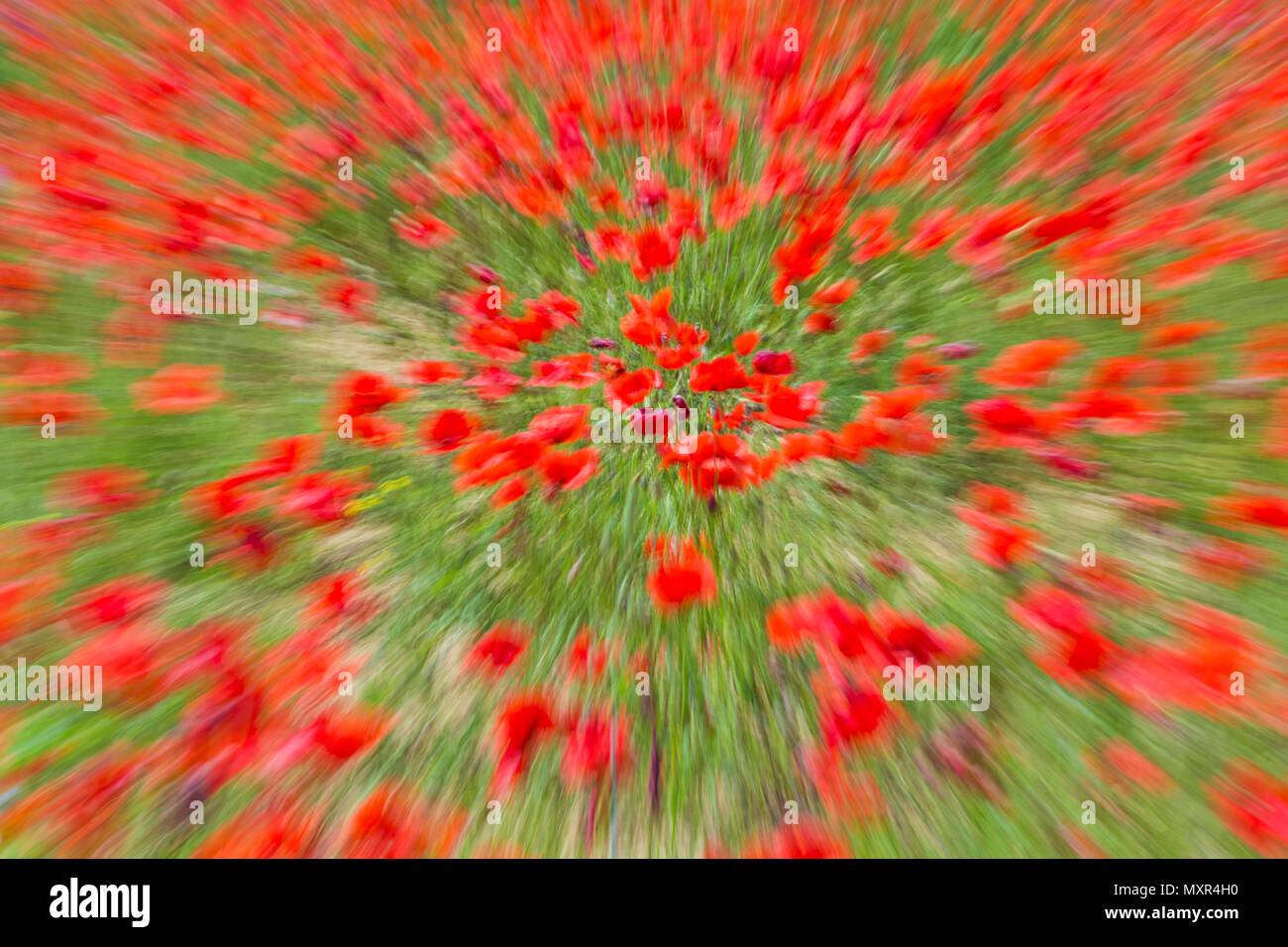 Abstract poppy hi-res stock photography and images - Alamy