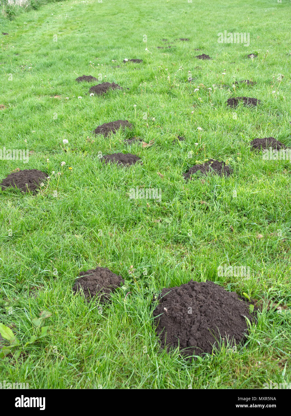 Mole Hills in grass A molehill (or mole-hill, mole mound) is a conical mound of loose soil raised by small burrowing mammals, Stock Photo
