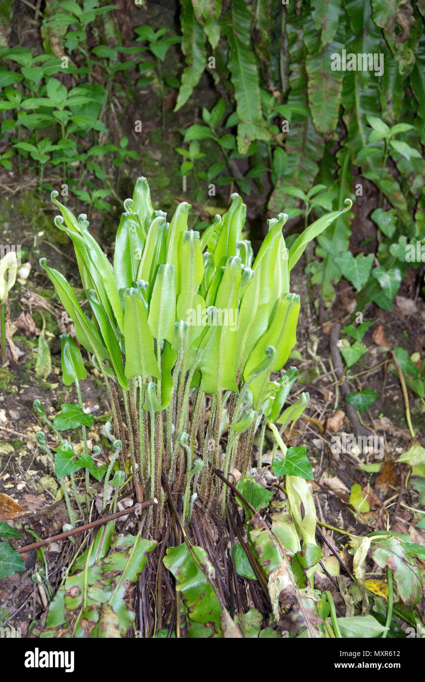 Hart’s tongue fern, Asplenium scolopendrium, is an attractive evergreen fern. It can grow in large drifts among rocks and beneath trees Stock Photo