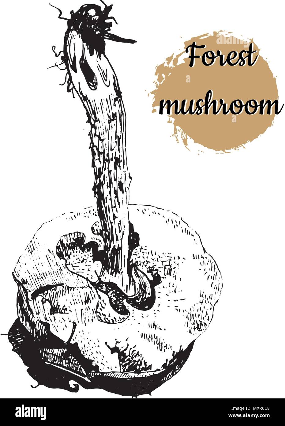 Hand drawn ink pen vintage engraving style black and white vector illustration of forest mushroom with slug isolated on a white background. Stock Vector