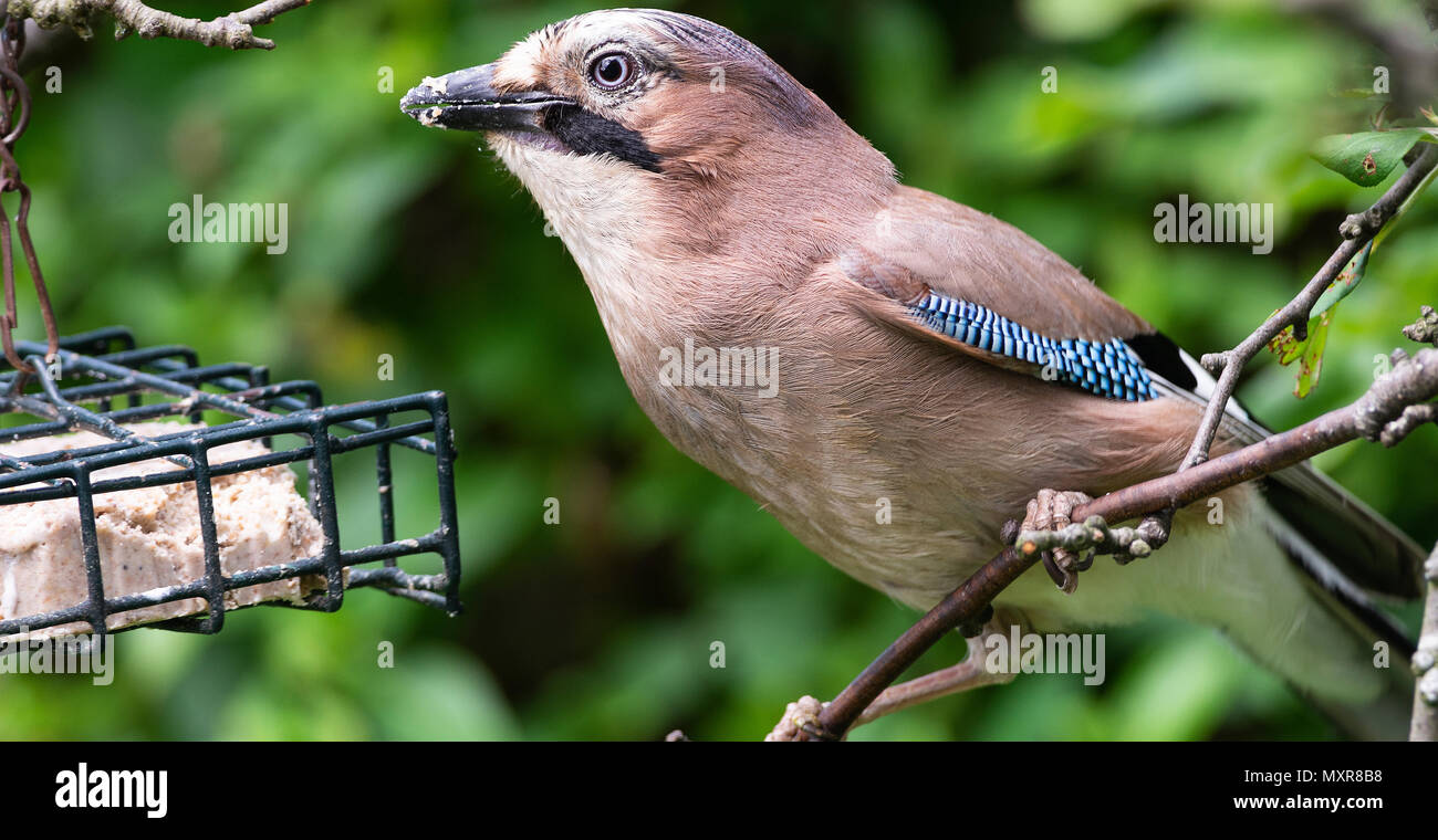 Jay Bird Uk Stock Photos & Jay Bird Uk Stock Images - Alamy