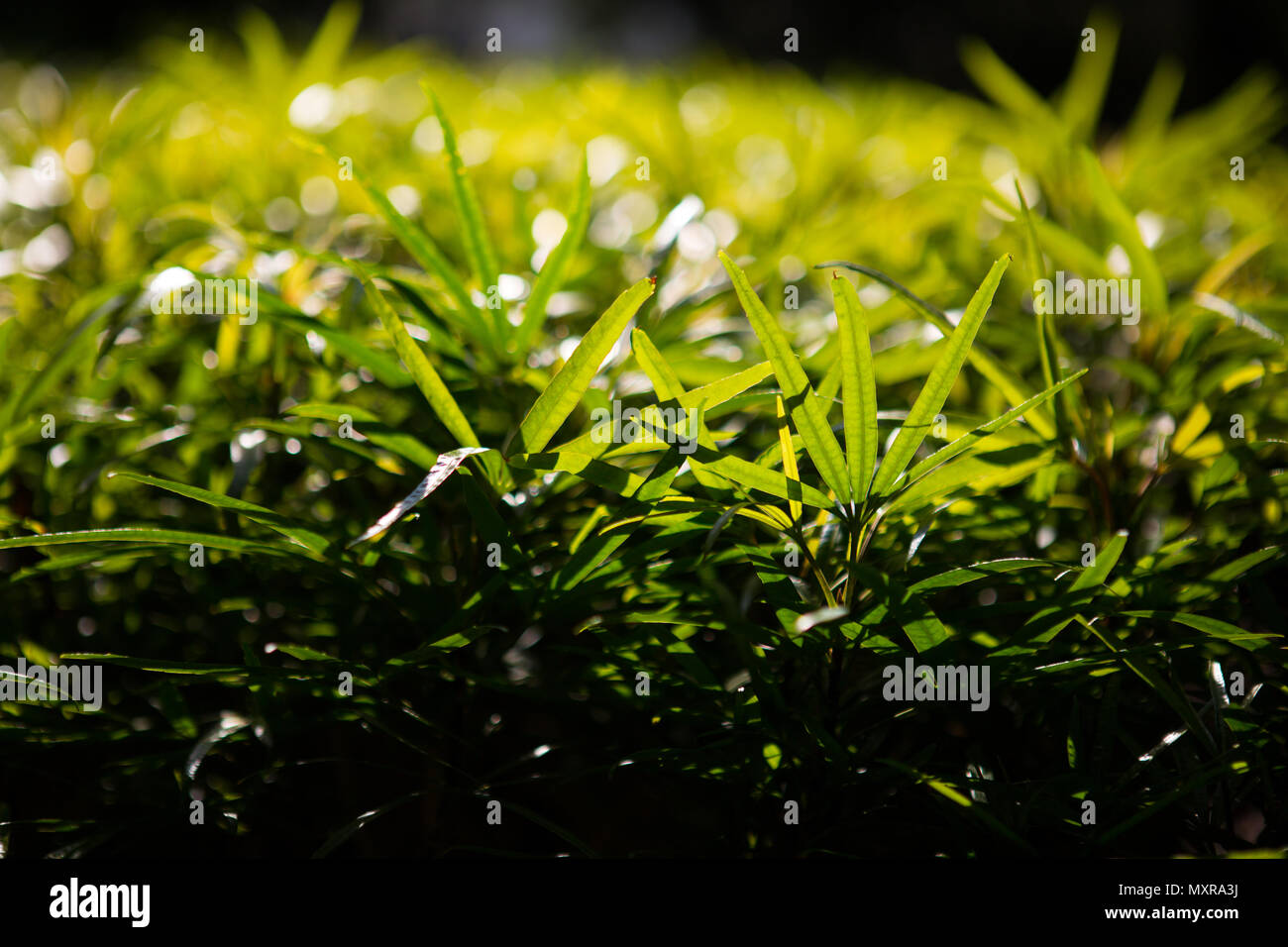 Bush grass backlight Stock Photo