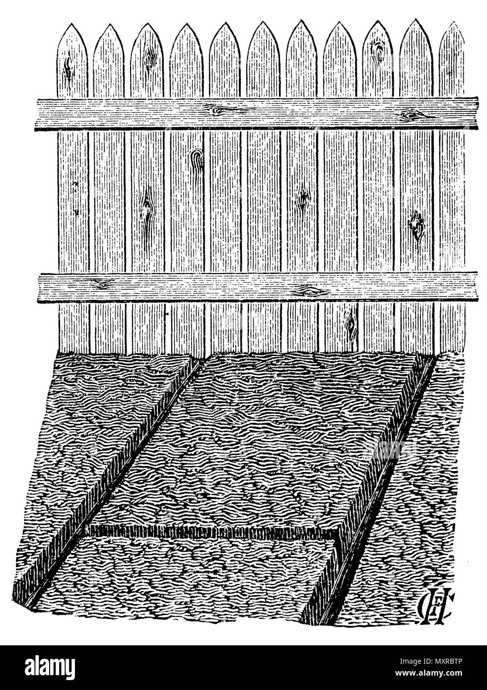 Outdoor seedbed, C.F.H.;C.F.H.  1915 Stock Photo