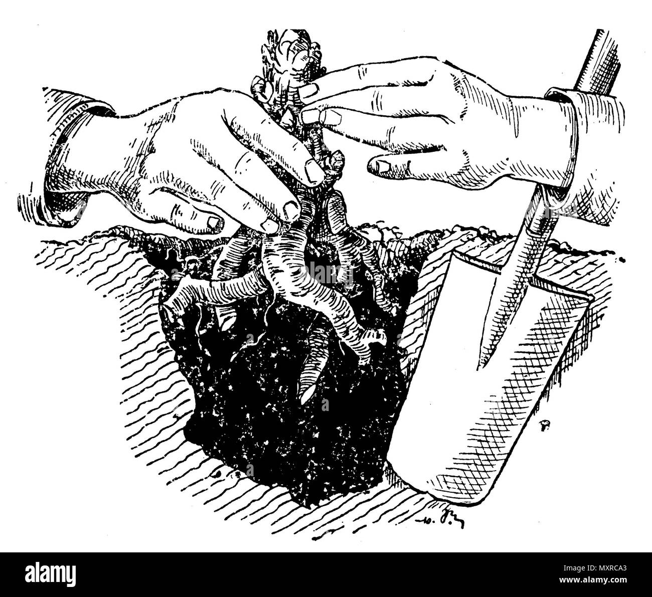 Planting a rhubarb plant with a head, anonym  1913 Stock Photo
