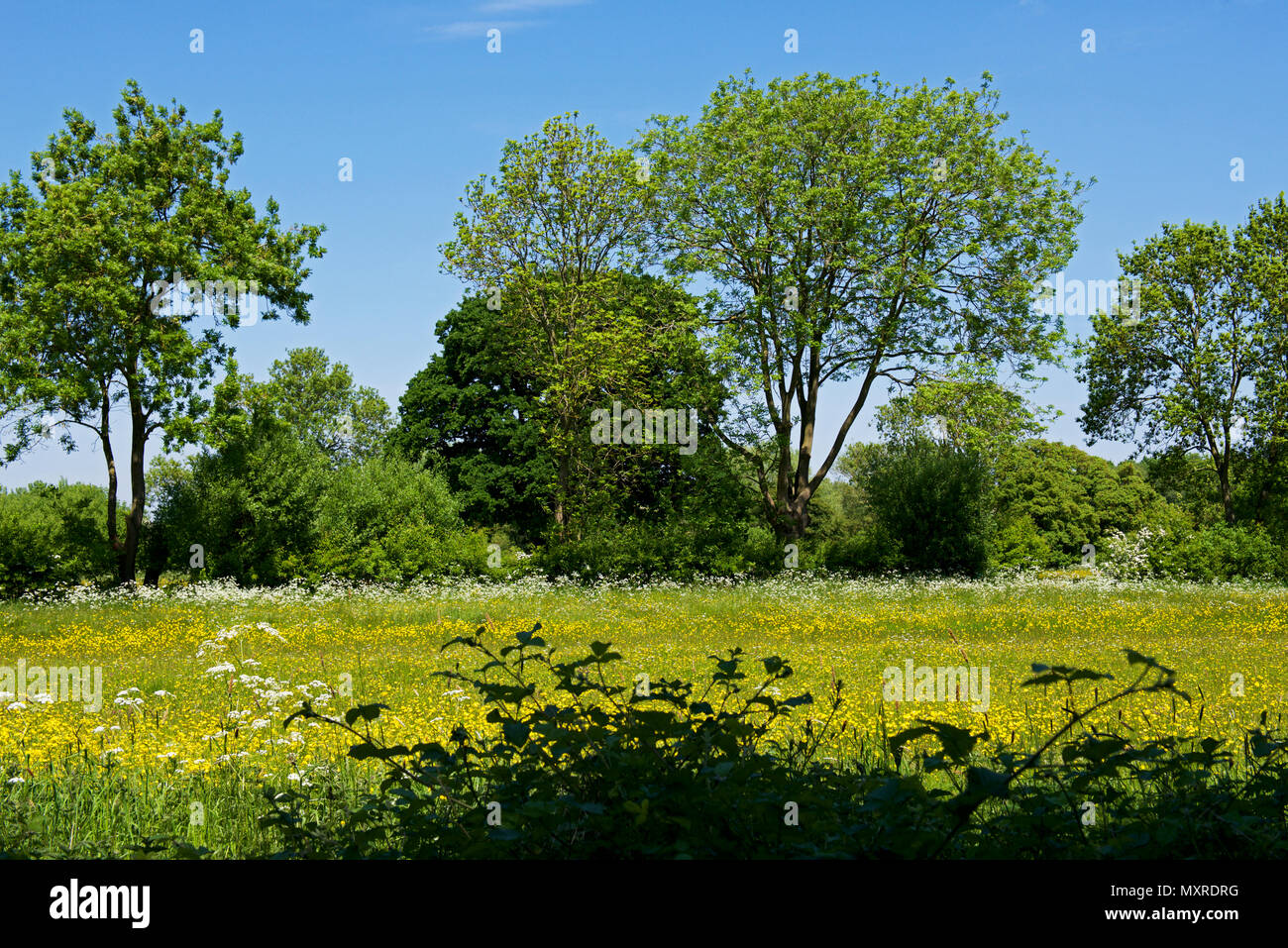 Spring In Rutland Rutland water nature reserve spring hi-res stock photography and images ...