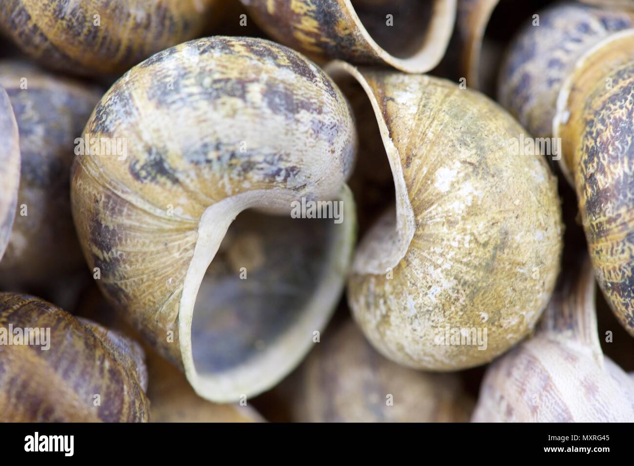 Snail shells empty common garden snail shells Stock Photo Alamy