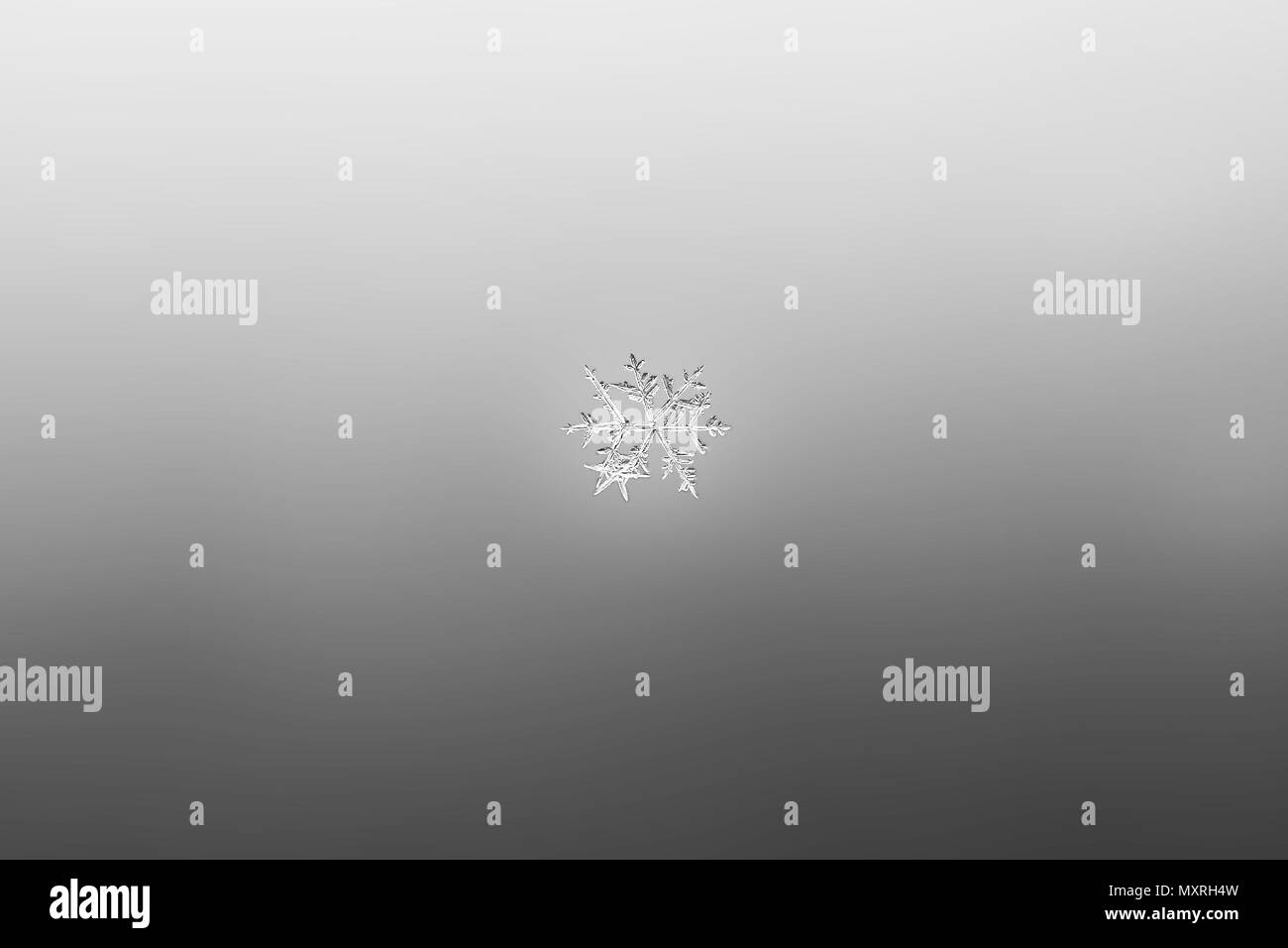 Snowflake close up black and white winter macro background Stock Photo ...