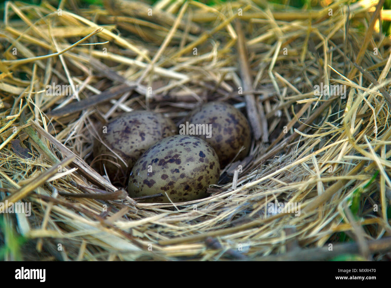 Nest of blackheaded gulls with typical clutch of eggs. Three speckled eggs are in nest made of