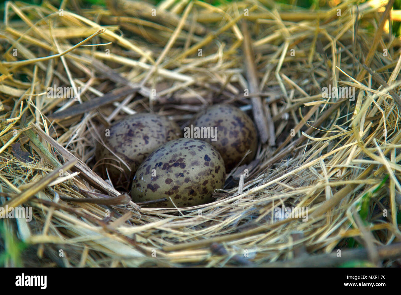 Nest of black-headed gulls with typical clutch of eggs. Three speckled eggs are in nest made of dry grass, weave a nest. Reproduction of birds, nestli Stock Photo