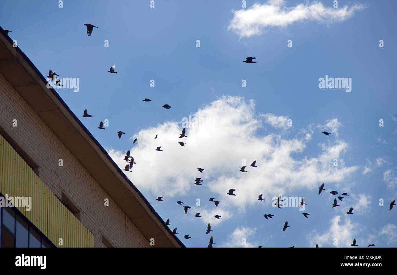 Rooks and Jackdaws swarming in sky above city. Dominance of dirty and noisy corvids in neighborhood of human habitations is increased. Synanthropic bi Stock Photo
