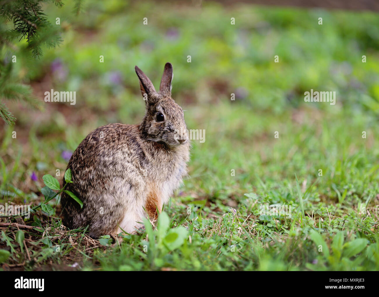 Got a Wild Hare Stock Photo