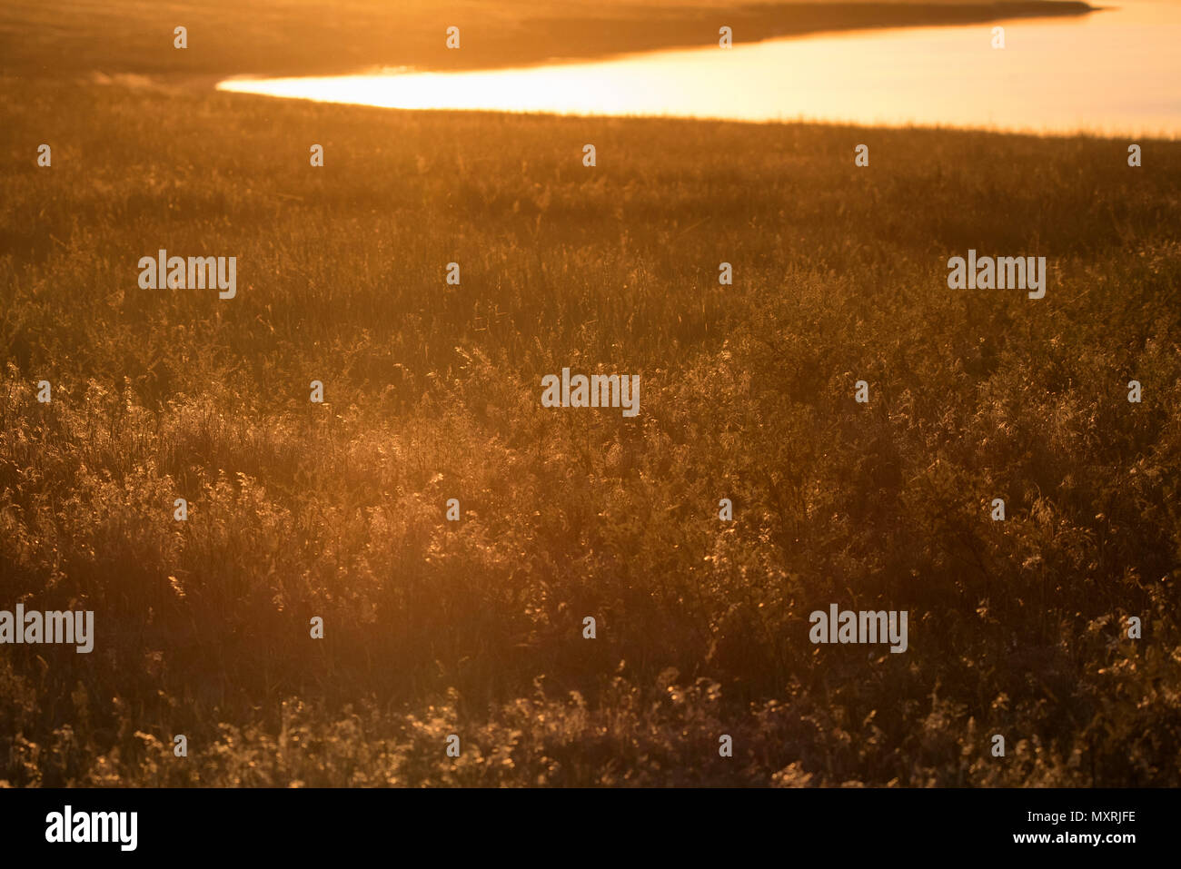 Sunset over rice lake hi-res stock photography and images - Alamy