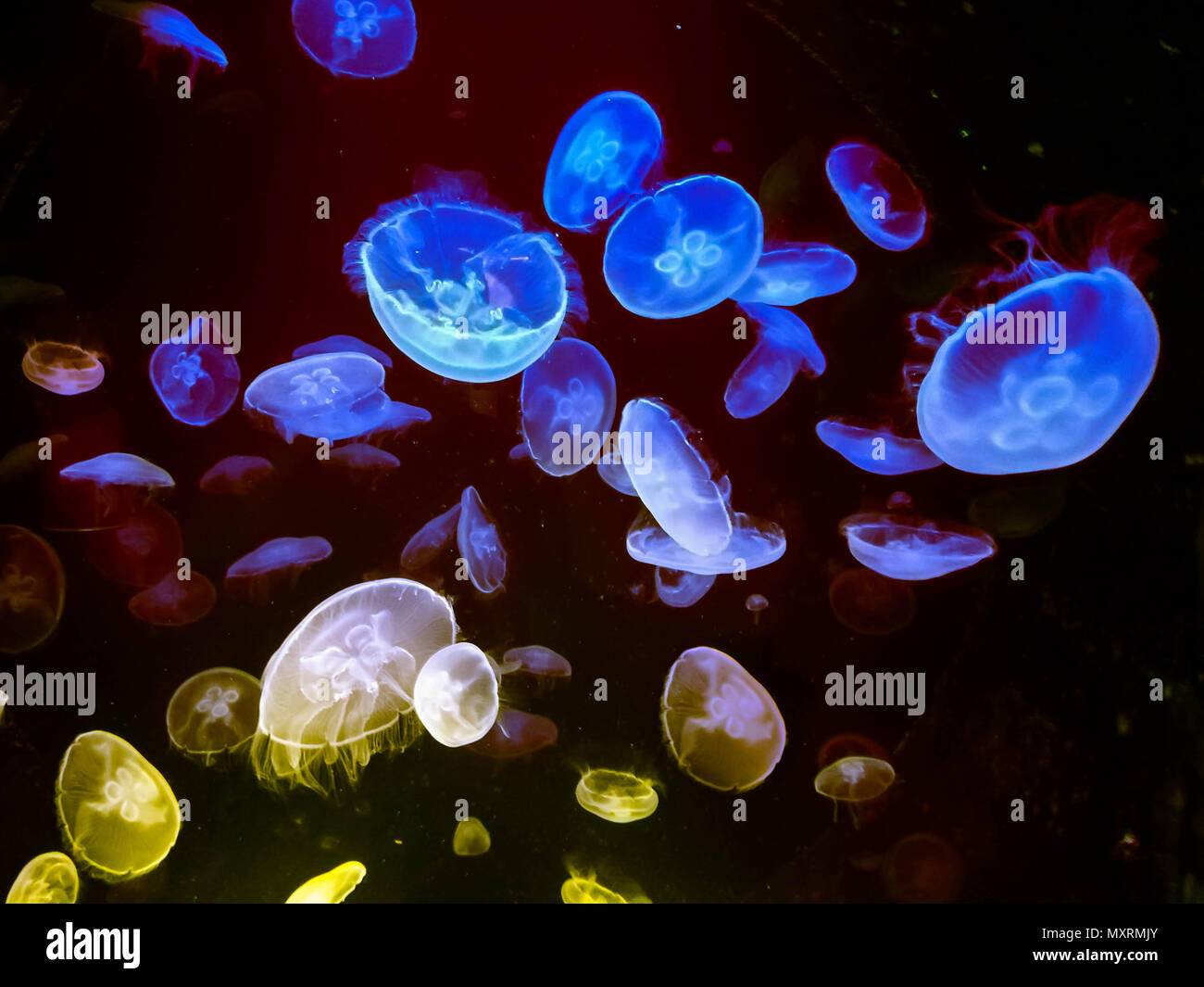 Zooplankton Marine High Resolution Stock Photography and Images - Alamy