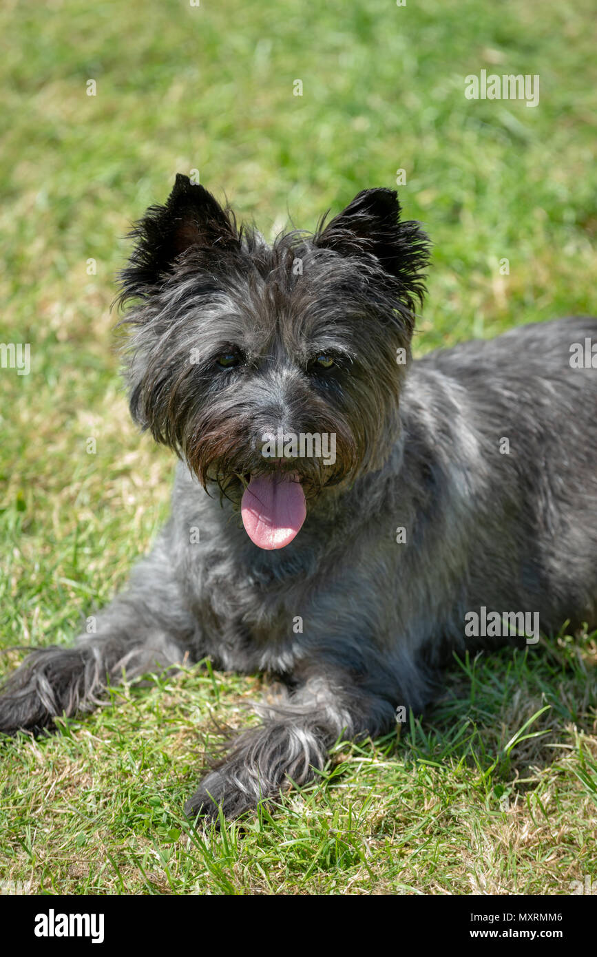 A panting West Highland Black Terrier dog laying on grass during a hot and sunny day. Stock Photo