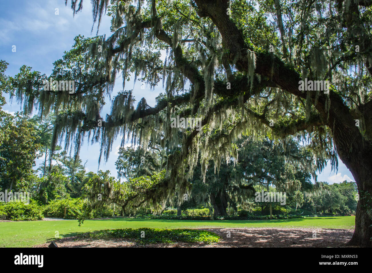 Spanish moss by river hires stock photography and images Alamy