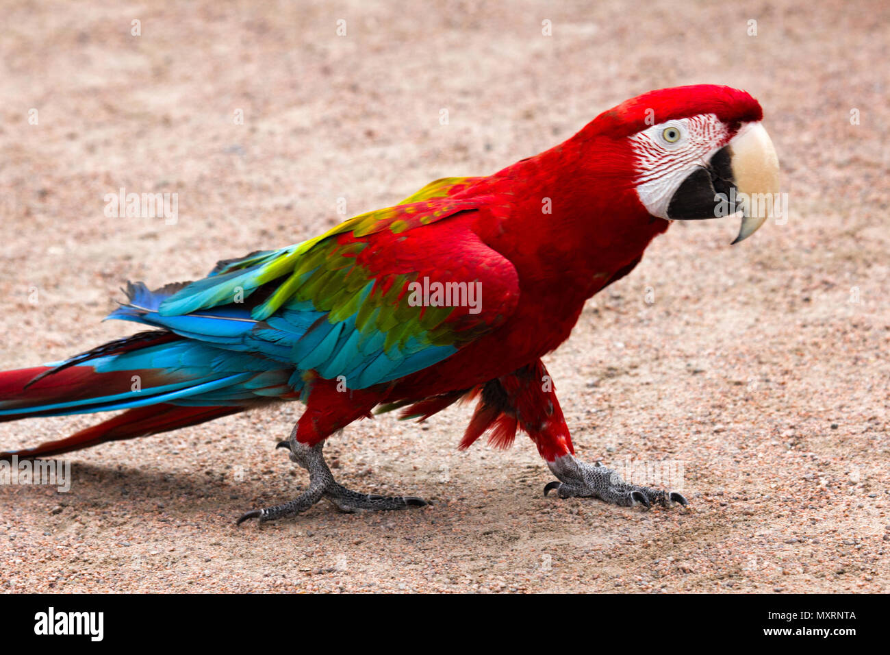 Nat Søndag halvkugle red-and-blue macaw (Ara chloroptera) easy and measured goes on sandy soil  in search of gastric concretion (gastrolith) - Nutcracker, berrypecker  (frui Stock Photo - Alamy